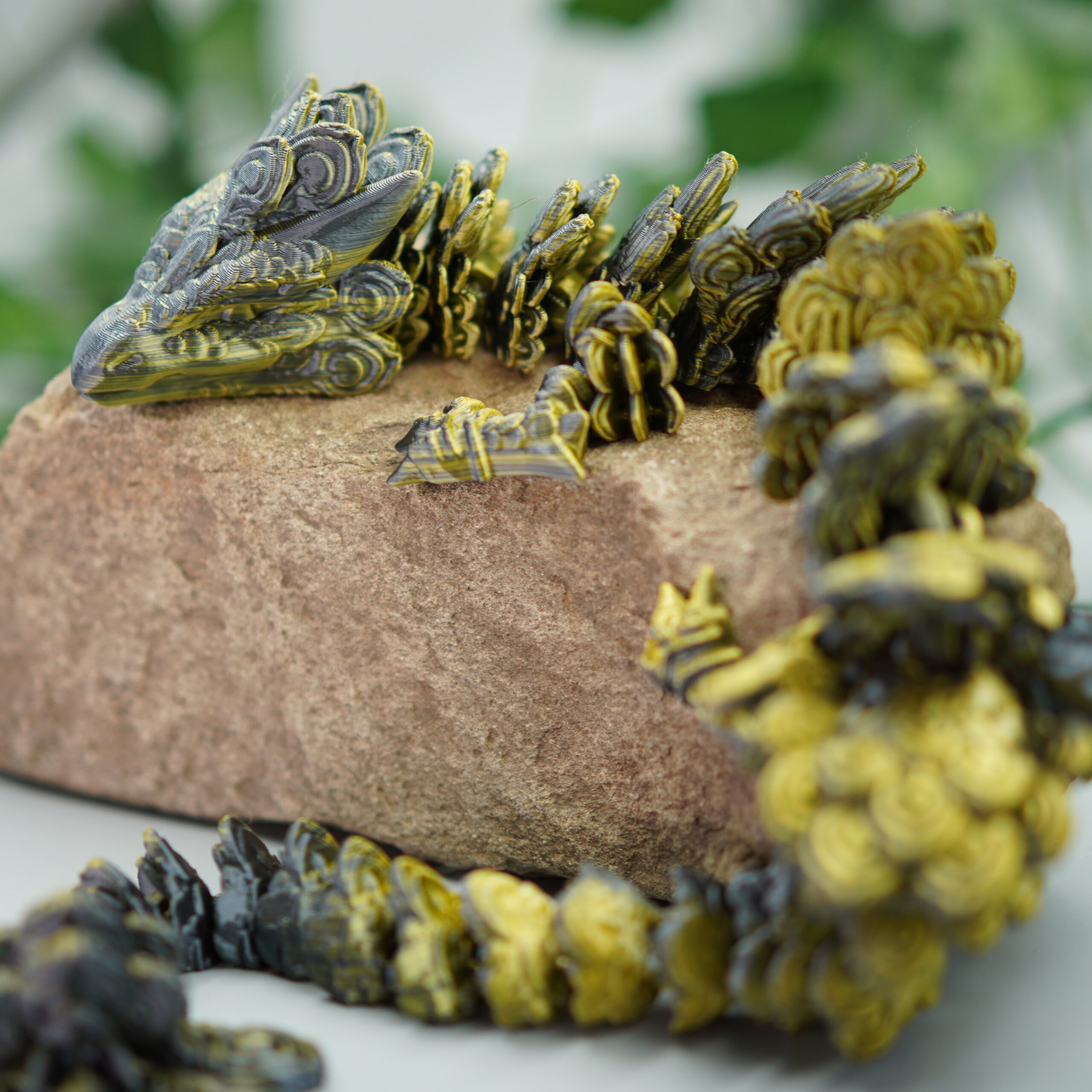 Obrázek Paví drak - dospělý