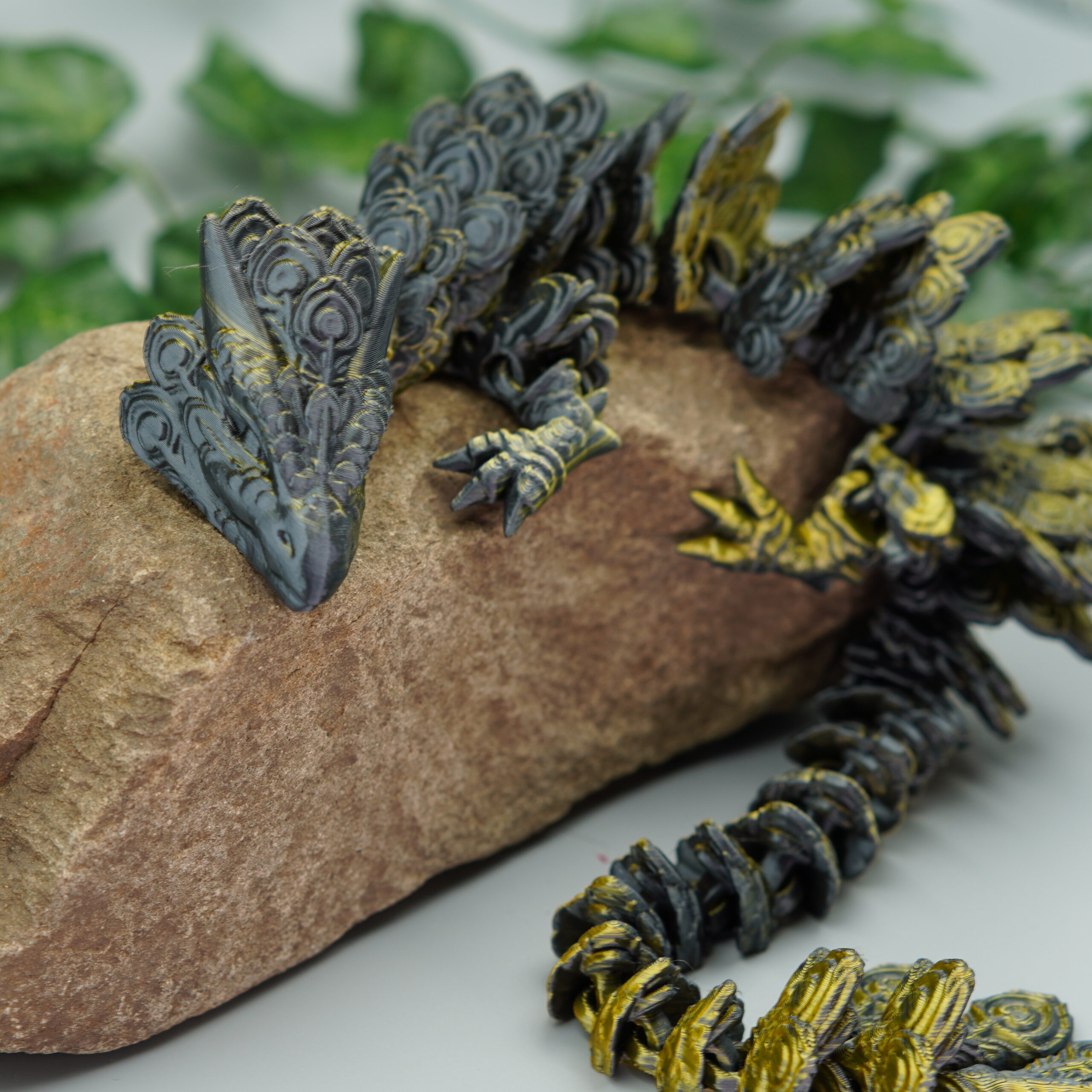 Obrázek Paví drak - dospělý