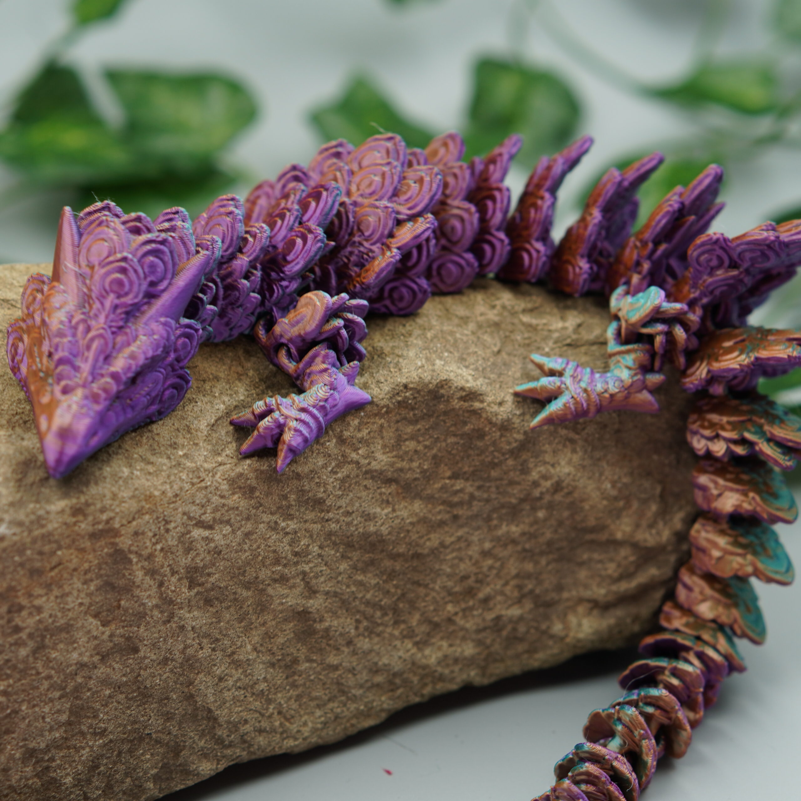 Obrázek Paví drak - dospělý